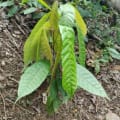 Cacao