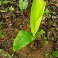 Banano