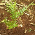 Grevillea