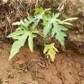 Papaya
