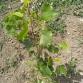 White Poplar