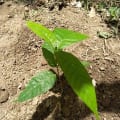 Cacao