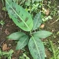 Banane