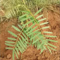 Tephrosia