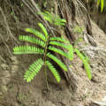 Brazilian Fire