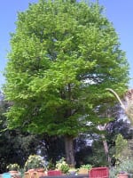 Tiziana Caffeo