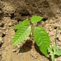 Cacao