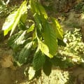 Cacao