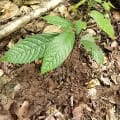 Cacao