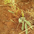 Calliandra