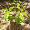 Caoba