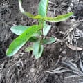 Guava