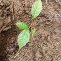 Roble