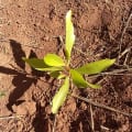 Acacia Mangium