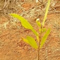 Acacia Mangium