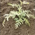 Grevillea
