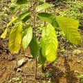 Cacaotier