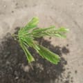 Albizia