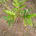 Mahagoni