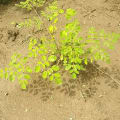 Moringa