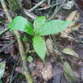 Cacao