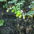 Moringa