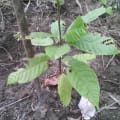 Cacao