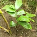 Cacao