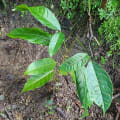 Caoba