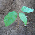 Cacao