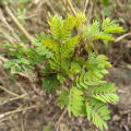 Leucena