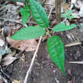 Cacao