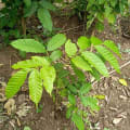 Markhamia