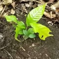 Cacao