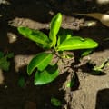 Limone