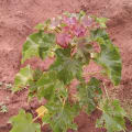Barbados Nut
