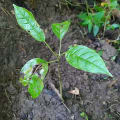 Trumpet tree