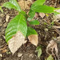 Cacao