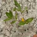 Black Mangrove