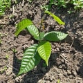Cacao
