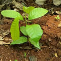 Cacao