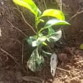 Citronnier