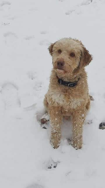 Thomas Degl'innocenti