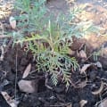 Grevillea