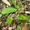 Cacao