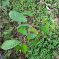 Caoba