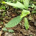Cacaotier