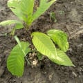 Cacao