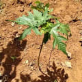 Papaya