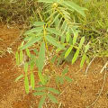 Tephrosia